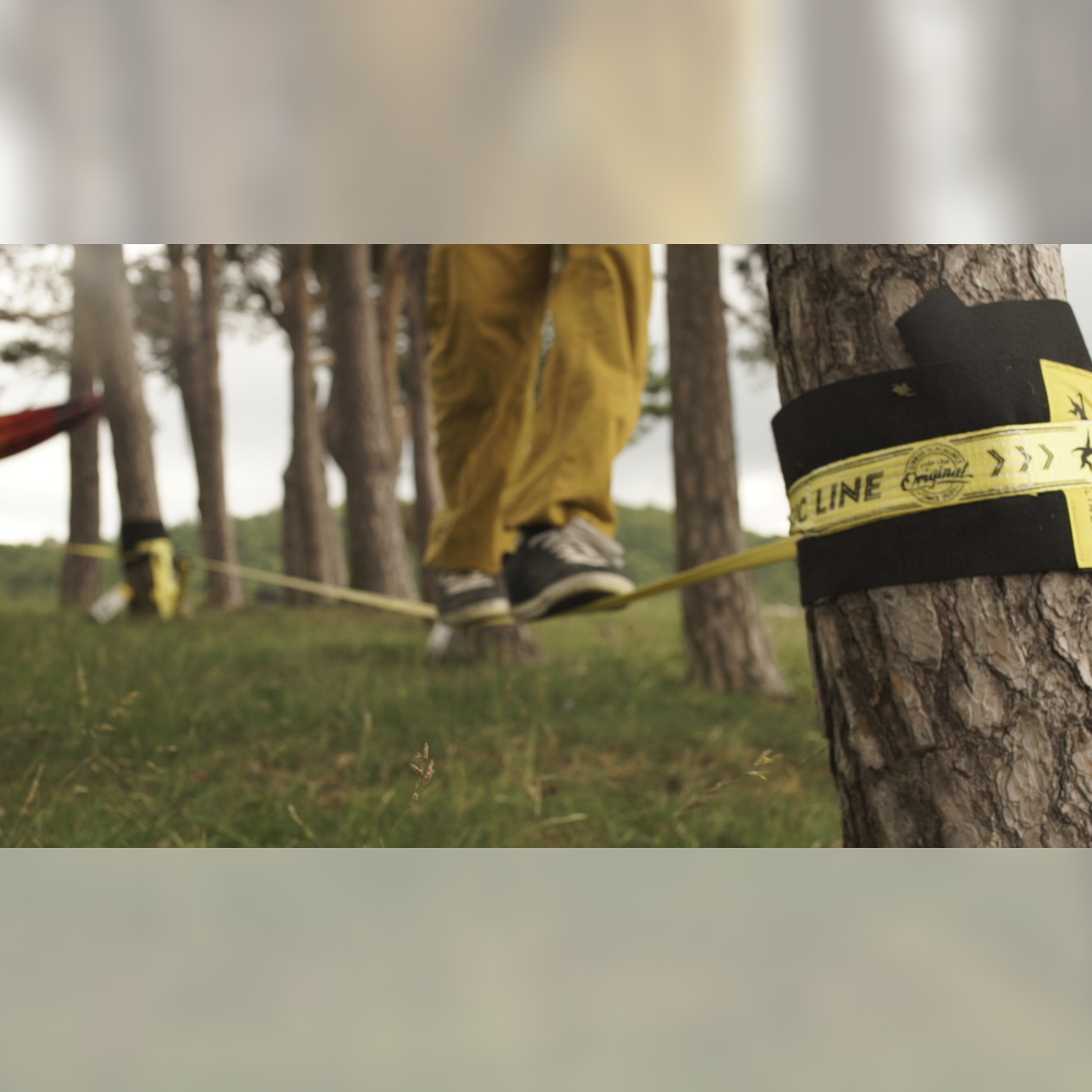 Treewear